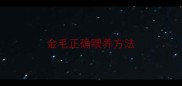 金毛正确喂养方法