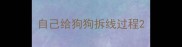 自己给狗狗拆线过程