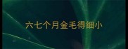 六七个月金毛得细小