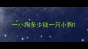一小狗多少钱一只小狗