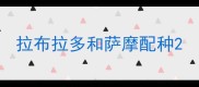 拉布拉多和萨摩配种