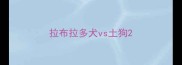 拉布拉多犬vs土狗