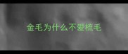 金毛为什么不爱梳毛