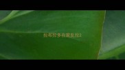 拉布拉多在家乱拉