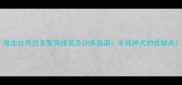 混血拉布拉多智商排名及训练指南非纯种犬的优缺点