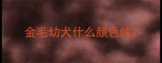 金毛幼犬什么颜色纯