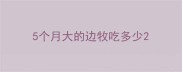 5个月大的边牧吃多少