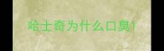 哈士奇为什么口臭