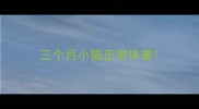三个月小猫正常体重