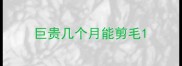 巨贵几个月能剪毛