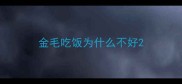 金毛吃饭为什么不好