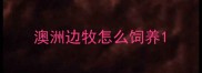 澳洲边牧怎么饲养