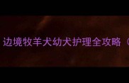 4个月边牧腿长耳朵大边境牧羊犬幼犬护理全攻略附喂养训练健康指南