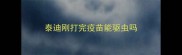 泰迪刚打完疫苗能驱虫吗