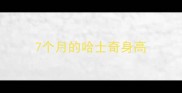7个月的哈士奇身高