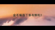 金毛嘴唇下垂有颗粒