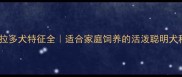 小型拉布拉多犬特征全适合家庭饲养的活泼聪明犬种养护指南