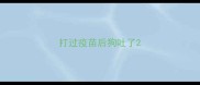 打过疫苗后狗吐了