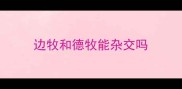 边牧和德牧能杂交吗