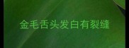 金毛舌头发白有裂缝