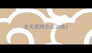 金毛跟随怎么训练