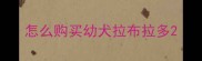 怎么购买幼犬拉布拉多