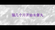 猫几个月开始长睾丸