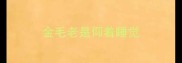 金毛老是仰着睡觉