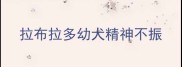拉布拉多幼犬精神不振