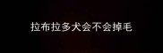 拉布拉多犬会不会掉毛