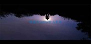 泰迪犬公的叫什么名字