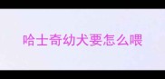 哈士奇幼犬要怎么喂