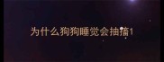 为什么狗狗睡觉会抽搐