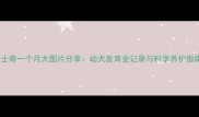 哈士奇一个月大图片分享幼犬发育全记录与科学养护指南