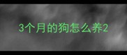 3个月的狗怎么养