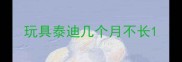 玩具泰迪几个月不长