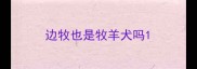 边牧也是牧羊犬吗