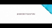 金毛给它剃了毛会生气吗