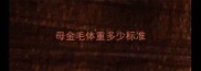 母金毛体重多少标准