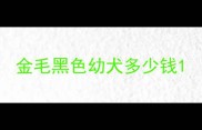 金毛黑色幼犬多少钱