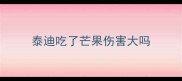 泰迪吃了芒果伤害大吗