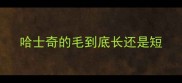 哈士奇的毛到底长还是短