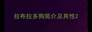 拉布拉多狗简介及其性
