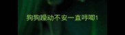 狗狗躁动不安一直哼唧