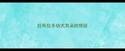 拉布拉多幼犬耳朵的特征