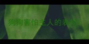 狗狗害怕主人的表现