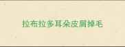 拉布拉多耳朵皮屑掉毛