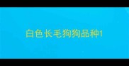 白色长毛狗狗品种