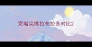 宽嘴尖嘴拉布拉多对比