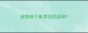 宠物蝎子最漂亮的品种